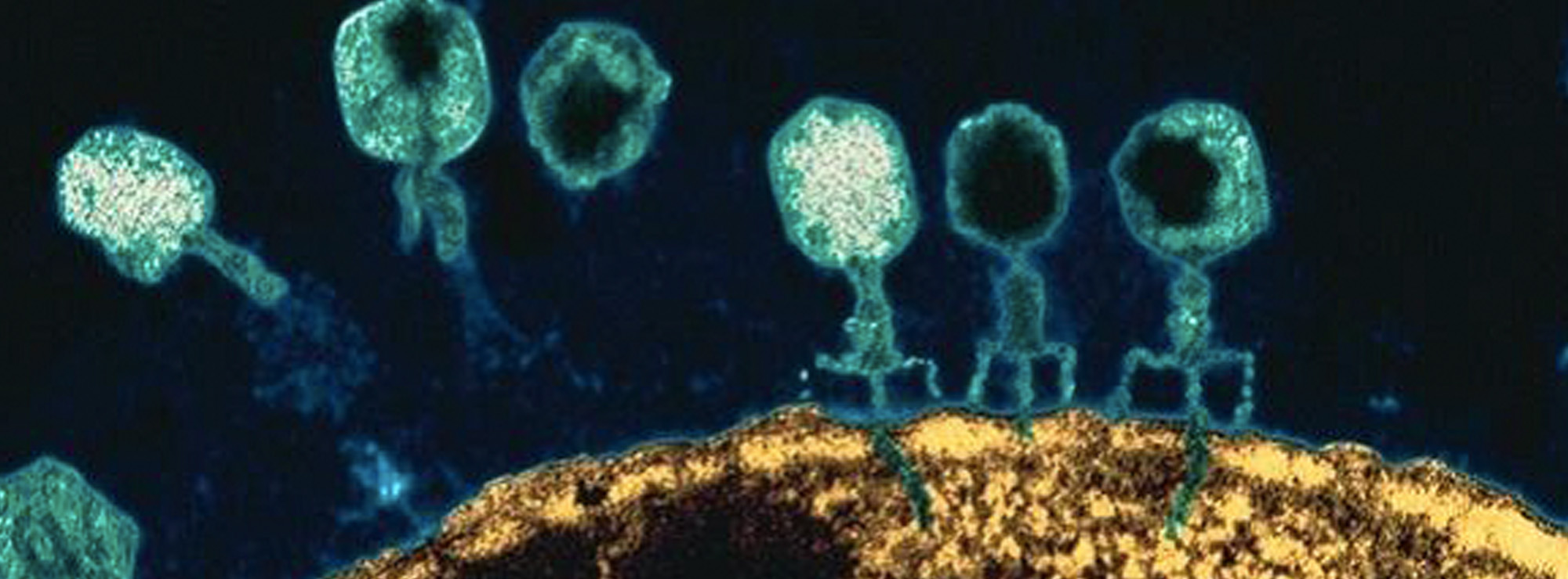 Вирус бактериофаг